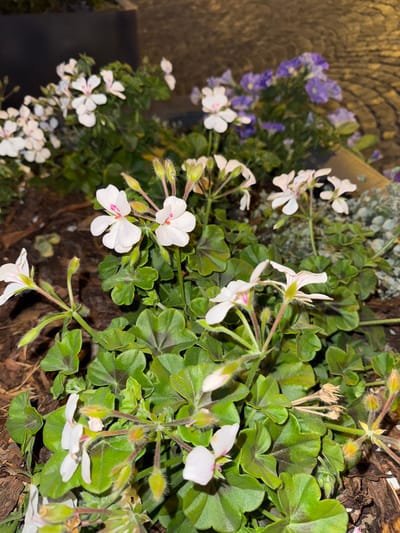The image shows a close-up of white and pink-tinged geranium flowers in a planter. The flowers have five petals and are surrounded by green, lobed leaves. In the background, there are blurred purple flowers, possibly petunias, and a dark, indistinct surface that could be part of a building or furniture. The ground is covered in mulch. The lighting suggests it is nighttime or a dimly lit area, possibly an outdoor cafe or walkway in Saint Petersburg, Russia, given the cobblestone-like texture in the upper right background. There are no people or animals visible.