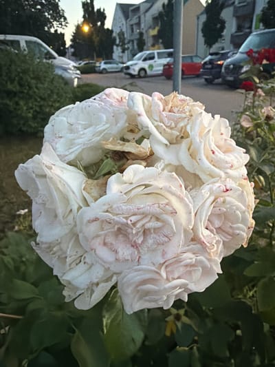 The image displays a cluster of wilting white roses with delicate pink markings, their petals beginning to curl and brown at the edges. They are positioned in the foreground, with a blurred background that includes green foliage. To the left, the background transitions to a street scene, showing parked cars, buildings, and a lamppost with a yellow glow, suggesting it is either dusk or dawn. The orientation of the image is sideways. The presence of cars and buildings indicates an urban or suburban setting, possibly in Schwedt/Oder, Germany, as per the location context. There is no visible text in the image. The overall mood is somewhat melancholic due to the wilting flowers, contrasted with the hints of everyday life in the background.