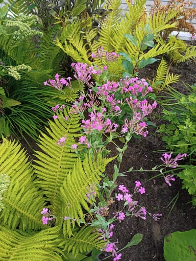 In an outdoor setting within the Салонскі сельскі Савет, Belarus, a close-up shot focuses on a cluster of delicate pink flowers with multiple small petals, possibly Lychnis flos-cuculi (Ragged Robin), growing amidst lush green ferns and other foliage. The ferns exhibit vibrant lime-green fronds, some showing signs of browning at the edges, suggesting a natural garden environment. The soil is dark and appears moist, with a few scattered fallen petals. The background shows hints of a structure, possibly a building with a brick facade, and a blurred white element, indicating the presence of human habitation. The lighting is natural and somewhat diffused, casting soft shadows and highlighting the textures of the plants.