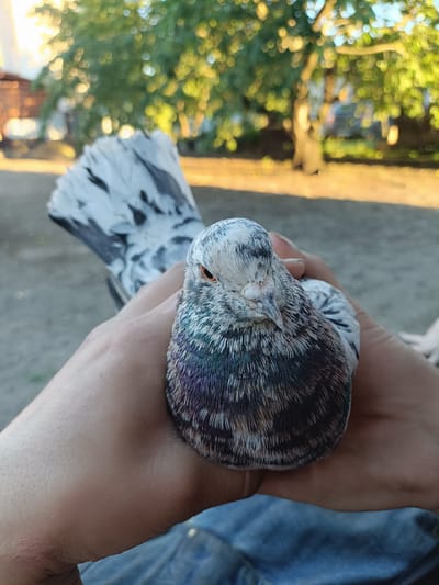 In this close-up photograph, a person's hands cradle a pigeon. The pigeon, with striking black and white patterned tail feathers and a grey, white, and iridescent neck, is positioned centrally in the frame, looking towards the viewer. Its eye is a vibrant orange. The hands holding the bird are tanned, and the person is wearing denim clothing. The background is blurred, showing a garden scene with green trees and a rustic building, suggesting an outdoor setting. Sunlight filters through the trees, indicating it is daytime, possibly late afternoon due to the warm, golden light. The overall mood conveyed is one of gentle interaction between the person and the bird. No text is visible in the image.