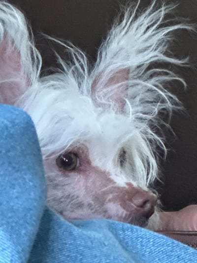 The image shows a close-up of a Chinese Crested dog with white and pink fur and prominent ears. The dog is peeking out from behind a blue textured fabric, possibly a blanket or clothing. The background is a dark, out-of-focus color. No specific location in Pesochny, Russia is identifiable from the image. The dog's expression is a key focus, with its dark eye visible and its nose slightly turned to the side.