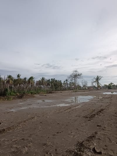 The image depicts a desolate, muddy landscape under an overcast sky, suggestive of recent rainfall or a marshy area. The foreground is dominated by a textured, brown, muddy ground with visible tire tracks and scattered debris, possibly dried vegetation. Several shallow puddles of water reflect the sky, indicating dampness and uneven terrain.

In the middle ground, a dense line of palm trees stretches across the horizon, creating a visual barrier. Behind the palm trees, hints of houses and structures suggest a settlement. To the right of the palm grove, a solitary, bare tree stands tall, its branches stark against the sky. Further to the right, another palm tree leans significantly, its fronds sparse. The sky is a pale, hazy grey with scattered clouds, and several birds are visible in flight, adding a sense of movement to the otherwise still scene.

The overall impression is one of a rural, possibly undeveloped or post-disaster environment. The presence of the houses suggests the location is a village or the outskirts of a town. Specifically, this scene is identified as being in Beurawang, Indonesia.