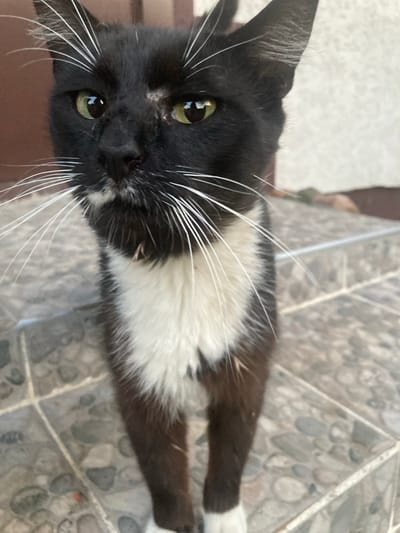 A black and white cat with green eyes stands on a tiled surface, looking directly at the camera. The cat has long white whiskers and a white chest. The background appears to be outdoors, with a wall and some foliage visible. The tiled surface suggests an outdoor area, possibly a porch or patio, common in residential settings within Матыкальскі сельскі Савет, Belarus. The lighting indicates daytime.