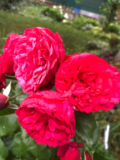 This is a close-up, high-angle shot of a cluster of vibrant red roses in bloom, with water droplets on their petals. The roses are the primary subjects, filling most of the frame. In the background, blurred green foliage and a hint of a fence or structure suggest an outdoor garden setting. The overall impression is one of natural beauty and freshness after rain. There are no people or animals visible in the image. The setting is a garden, possibly in the city of Radomyshl, Ukraine, given the provided context, though the image itself does not contain specific identifying markers for this location.