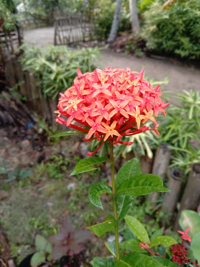 A cluster of small, vibrant red and orange flowers with dew drops is in sharp focus in the foreground of the image. The flowers are attached to a green stem with several green leaves visible below. The background is blurred, showing a natural outdoor environment with vegetation, wooden fencing, and a dirt path. The scene appears to be in a garden or rural area within Gampong Teungoh, Indonesia, given the lush greenery and rustic fencing. No people are visible.