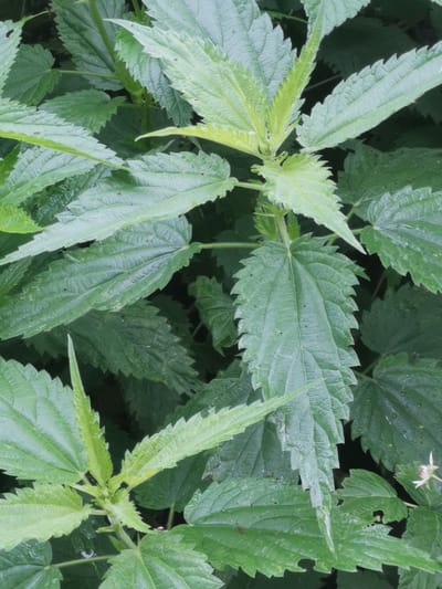 The image shows a close-up view of stinging nettle plants in an outdoor environment. The plants are characterized by their serrated, green leaves and a generally bushy growth pattern. The lighting suggests it might be an overcast day or a shaded area. There are no people or distinct man-made objects visible in the image, indicating it's a natural setting. The focus is entirely on the dense foliage of the nettle plants, with some leaves appearing wet, possibly from rain or dew. The background is a dark, out-of-focus mass of greenery. The image does not contain any specific landmarks or contextual elements that would allow for its placement in the city of Kuyagan, Russia.