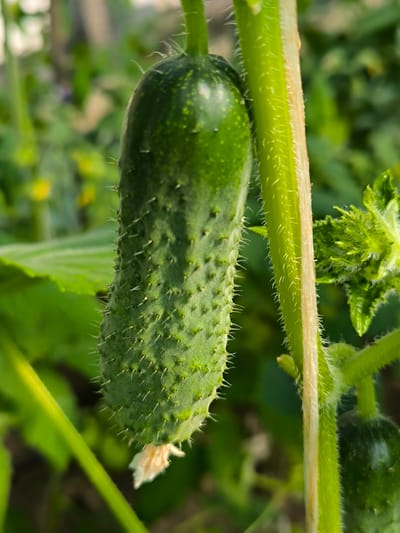 A young cucumber is hanging from a vine in a garden. The cucumber is green and bumpy with small white spines. It is attached to the vine by a green stem. The vine also has a thicker, fuzzy green stem and some leaves. In the background, there are more green leaves and some blurred yellow flowers. The image is taken in Mileștii Mici, Moldova.