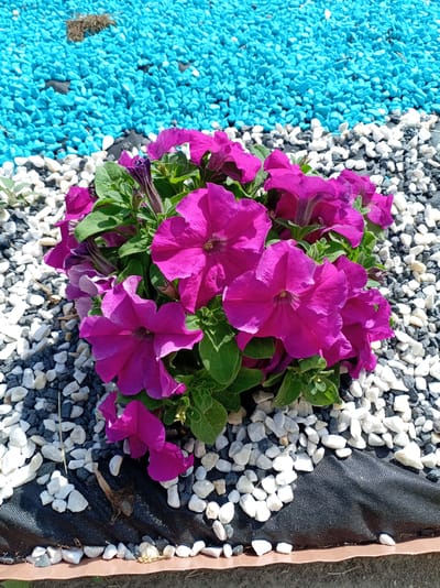 A close-up, high-angle shot captures a vibrant cluster of magenta petunia flowers blooming in a garden bed. The flowers, with their trumpet-shaped corollas, are the central focus, showcasing their rich, velvety petals and deep throats. Green leaves provide a lush backdrop to the blossoms.
The flowerbed is bordered by layers of decorative gravel. In the foreground, the gravel is a mix of white, gray, and black pebbles, arranged over a dark landscape fabric. Beyond this, a distinct band of bright turquoise gravel forms the top portion of the image. A brown edge piece, possibly made of plastic or wood, defines the front of the flowerbed.
The scene appears to be set outdoors during the daytime, with bright sunlight casting shadows and highlighting the textures of the gravel and flowers. The overall impression is one of a well-maintained and colorful garden, likely located in a residential or public park area. No people or text are visible in the image. The context provided indicates the location is Prałetarski sel’ski Savet, Belarus.