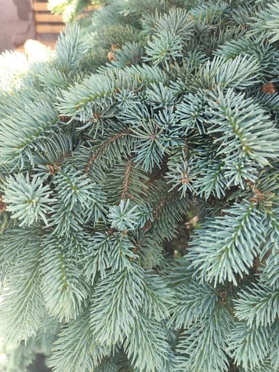 A close-up, overhead shot of blue spruce needles in Kuchak, Armenia shows a dense, textured surface of evergreen foliage. The needles are a muted blue-green, with some appearing to be backlit by sunlight. The background is blurred, but hints of a wooden structure can be seen in the upper left corner. The focus is entirely on the intricate details of the spruce branches and needles.