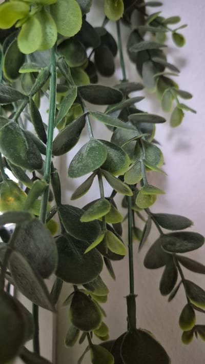 The image shows a close-up of artificial green foliage, likely a hanging plant, against a plain, light-colored wall. The leaves are oval-shaped and have a slightly fuzzy texture, with some appearing lighter green than others, suggesting variations in light exposure or artificial coloring. The stems are thin and green, with some appearing thicker and more central than others, indicating the structure of the plant. The focus is on the leaves and stems, with the background being blurred and indistinct, suggesting a shallow depth of field. The overall impression is one of a decorative plant, possibly for indoor use, with the lighting coming from the front and slightly from the left, casting subtle shadows. No specific location in Miltenberg, Germany can be identified from the image.