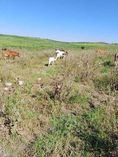 A wide shot captures a herd of cows grazing in a sun-drenched, grassy field under a clear blue sky. The landscape is gently rolling, with a distant hill dotted with a few trees. The foreground is filled with tall, dry grasses and wild flowers, including thistles with fluffy seed heads and small purple blossoms.
Several cows are visible throughout the scene. In the mid-ground, a brown and white cow stands to the left, facing away from the viewer. Further to the right, a white calf stands alone, while a brown and white cow grazes nearby. Another brown cow is seen in the distance on the right, with only its hindquarters visible.
The bright sunlight suggests it is daytime, likely late morning or early afternoon. The clear sky indicates fair weather. The presence of cows grazing in a field points to a rural, agricultural setting, consistent with a location in Krasnostepnovskoye, Russia. There are no people or man-made objects in the frame, emphasizing the natural, pastoral scene. The overall impression is one of peaceful, bucolic serenity. No text is visible in the image.