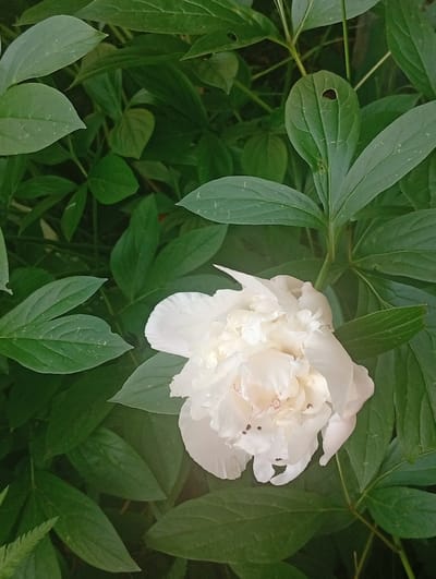 A close-up, high-angle shot captures a white peony flower in bloom, nestled amongst lush green foliage. The flower is positioned towards the bottom center of the frame, its delicate petals unfurling and showing hints of a light peachy hue within. The surrounding leaves are broad and deep green, some showing slight imperfections like small holes or speckles. The lighting suggests an outdoor setting, likely a garden or park. The image does not contain any discernible elements that can be used to identify its specific location within Berezivka, Ukraine, or any human activity.