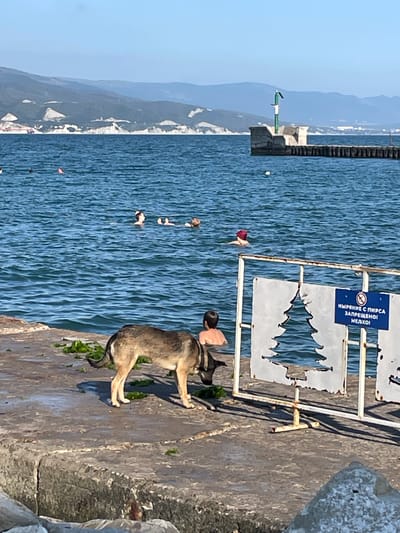 In Ol'ginskii, Russia, a dog stands on a concrete pier next to a white metal fence with a cutout of a Christmas tree. A blue sign on the fence reads "NO FISHING FROM THE PIER. SHALLOW WATER." In the background, people swim in the blue ocean, and distant mountains rise under a clear sky. A lighthouse structure is visible on a concrete platform extending into the water.