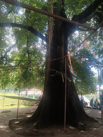 The image shows a very large, old tree with a thick, dark trunk and extensive foliage. Metal poles and wires are erected around the tree, some adorned with orange and pink ribbons, and a bare light bulb hangs from one of the wires. In the background, several people are visible, some standing and some sitting. Behind them, there is a building with a corrugated metal roof and a green wall, situated on a grassy slope. The ground in the foreground is paved with bricks. A light-colored animal, possibly a dog, is lying on the paved ground to the left of the tree. The scene appears to be in Khakhnal, India, suggesting this may be a significant or revered tree in the area.