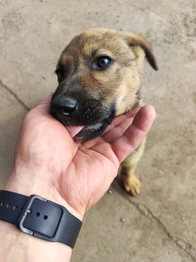 A close-up, high-angle shot shows a person's left hand, with a dark blue digital watch on the wrist, extended towards a small, brown and black puppy. The puppy is in focus, with its head turned to the side, sniffing or licking the person's hand. The puppy has large, dark eyes, a black nose, and its tongue is visible. The background consists of a rough, beige-colored concrete surface with a visible crack running diagonally across it. The scene is outdoors, with the light suggesting it is daytime. The location is identified as Ust-Kuda, Russia, based on the provided information.