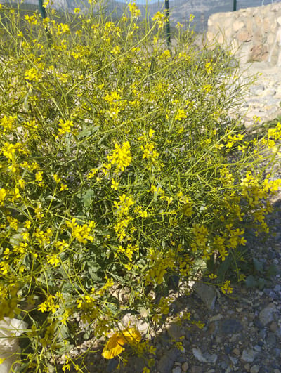 The image shows a close-up view of a plant with small yellow flowers and green stems. The plant is bushy and appears to be growing in a rocky, outdoor environment. In the background, there is a stone wall and a fence. The lighting suggests it is daytime, with sunlight casting shadows. There are no people or animals visible in the image. The scene depicts a natural setting with some man-made structures in the distance.