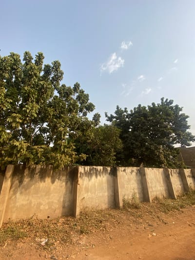 This outdoor scene in Odo Ona, Nigeria, features a weathered concrete wall observed from ground level. The foreground consists of reddish-brown earth littered with scattered dry leaves and sparse, dry green vegetation. The unpainted concrete wall, reinforced by vertical buttresses, runs across the midground, displaying dark discoloration, primarily along its upper edge and dripping downward. Behind and above the wall, dense, vibrant green foliage from several large trees is prominently visible. The upper portion of the image shows a clear, light blue sky with a few dispersed white, wispy clouds. No people, animals, active events, or discernible interactions are present.