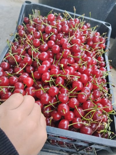 A hand is reaching into a crate full of ripe red cherries. The crate is black plastic and appears to be sitting on a rough, light-colored surface, possibly concrete or gravel, suggesting an outdoor setting. The cherries are deep red, some with lighter highlights from the light source, and many still have their green stems attached. The focus is on the cherries and the hand, with the background slightly blurred. The lighting appears natural, possibly indicating daytime. The overall scene evokes a sense of harvest or fresh produce. There is no visible text in the image. The location context provided is Cîrpești, Moldova.