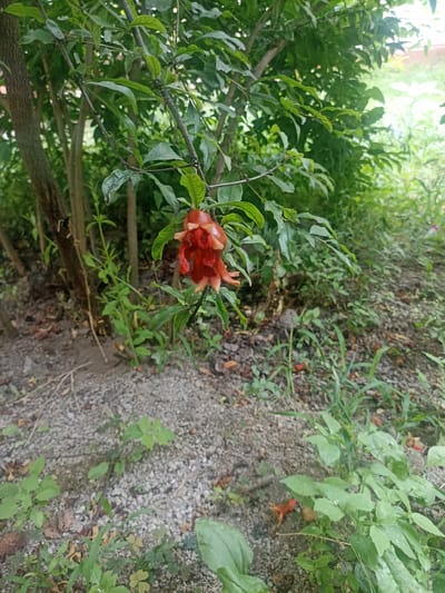 A close-up shot captures a branch of a pomegranate tree with a developing fruit. The fruit, a vibrant red, hangs downwards, its calyx petals unfurled, hinting at its future growth. Surrounding the fruit are lush green leaves, some glossy and others slightly wilted, indicating a natural outdoor setting. The tree itself has several slender, greyish-brown trunks, suggesting it is either young or has been pruned.
The background is a blur of greenery and dappled sunlight, characteristic of an outdoor garden or natural landscape. The ground beneath the tree is covered in a mix of gravel, soil, and fallen leaves, with small green plants and weeds sprouting throughout. A few scattered red pomegranate flowers or immature fruits are visible on the ground, suggesting they have fallen from the tree.
The lighting suggests it is daytime, likely with overcast skies or the soft light of early morning or late afternoon, as there are no harsh shadows. The overall impression is one of natural growth and the early stages of fruit development. The scene is peaceful and serene, conveying a sense of nature's quiet progression. There is no visible text in the image.