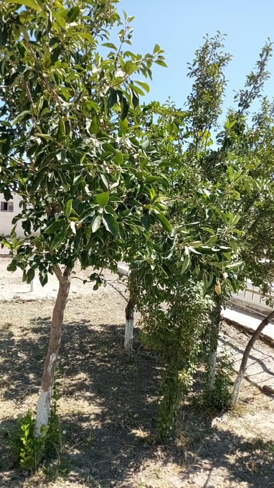 The image captures a sun-drenched outdoor scene featuring two young trees with whitewashed lower trunks. The tree on the left has a more prominent trunk and branches laden with vibrant green leaves. The tree on the right is smaller and denser with foliage. The ground beneath the trees is covered in dry soil and scattered debris, with distinct shadows cast by the trees, indicating it is daytime. In the background, a building with a small window is visible to the left, and a low fence lines the right side of the frame. The sky above is a clear, bright blue. The overall impression is one of a simple, possibly residential or semi-rural setting. This scene is located in Kagan, Uzbekistan.