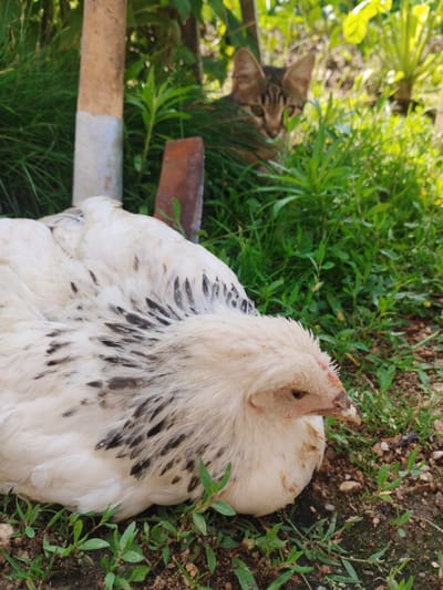 The image depicts an outdoor scene, possibly a backyard or garden. In the foreground, a white chicken with black speckles on its feathers is resting on the ground. The chicken is facing to the right, with its head slightly lowered. Behind the chicken, in the background, a tabby cat is partially visible, peering through lush green foliage. The cat appears to be observing the chicken. The environment consists of a mixture of grass, dirt, and some vegetation, with a wooden post visible on the left side of the frame. The lighting suggests it is daytime, with sunlight filtering through the leaves, creating a dappled effect. The location is specified as Smilyan, Bulgaria.