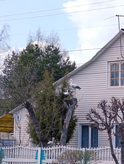 The image shows a light-colored house in Makarovo, Russia, with white siding and a white picket fence. In front of the house is a tree with bare branches intertwined with evergreen foliage. In the tree is a large bird nest with three artificial storks positioned around it - one standing on the roof of the house, one in the nest, and one on the ground behind the fence. Electrical wires are visible overhead against a cloudy sky. The house has at least one window with a multi-pane design. A yellow-roofed structure is partially visible to the left of the main house. A trimmed bare tree is situated to the right.