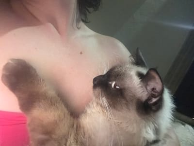 A person's shoulder and upper chest are visible, with a light-skinned mole on the right shoulder blade. A Siamese cat is held against the person's chest. The cat's face is turned to the right, with its left eye visible. The cat has dark brown ears and face markings, with lighter fur on its body. The person is wearing a pink garment. The background is dark and out of focus. There is no visible indication of the location in Carpignano Salentino, Italy.
