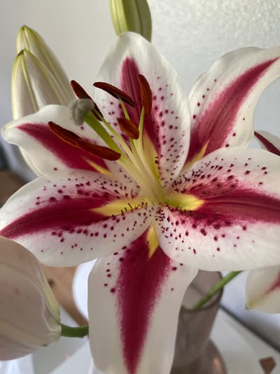 A close-up, macro photograph showcases the intricate details of a Stargazer lily. The flower's white petals are dramatically streaked with deep pink and speckled with small, dark maroon spots. The center of the bloom reveals yellow stamens tipped with red anthers, some dusted with a light grey substance. Two unopened lily buds, pale green and white, are visible on the left side of the frame. The background is softly blurred, with hints of a light-colored wall and a glass vase. The lighting is bright and natural, creating a soft focus effect. The image was taken in Gresham, United States of America.