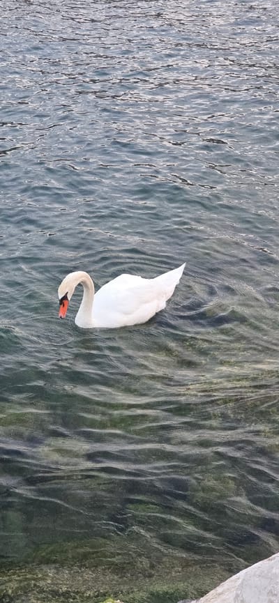 A white swan with an orange beak glides across the rippling, dark blue water of Lake Garda in Torbole, Italy. The swan is facing left, with its head curved downwards. The water's surface is textured with numerous small waves, reflecting the overcast sky. The bottom of the lake is visible in places, appearing dark green and murky, hinting at submerged vegetation or rocks. The image captures a serene natural moment in a picturesque Italian setting.