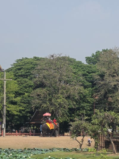 The image depicts a scene in the Historic City of Ayutthaya, Thailand. An elephant with riders and a person with a red umbrella are the primary subjects of the image. The elephant appears to be walking on a sandy path near a lotus pond with numerous lily pads and white flowers. A fence line runs parallel to the path, separating it from a lush green forested area with large trees. Overlooking the scene is a grey, overcast sky. Electrical poles are seen in the foreground as well as a structure with a red roof.