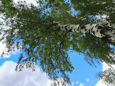 The image depicts a view looking up at birch trees against a bright blue sky with scattered white clouds. The trees are characterized by their distinctive white bark with black markings. Green leaves are visible on the branches, forming a dense canopy that partially obscures the sky. The scene appears to be outdoors in a natural setting. The location is not discernible based solely on the image.