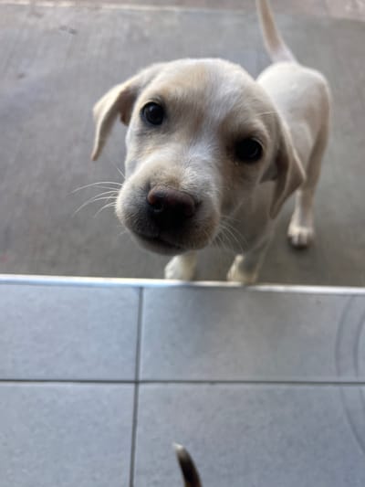 A light-colored puppy looks up towards the camera with inquisitive eyes and a shiny black nose. Its body is angled away, showing its tail and back legs. The background includes gray flooring to the left and tiled flooring to the right. A dark, furry tail tip peeks into the frame on the right side of the picture.