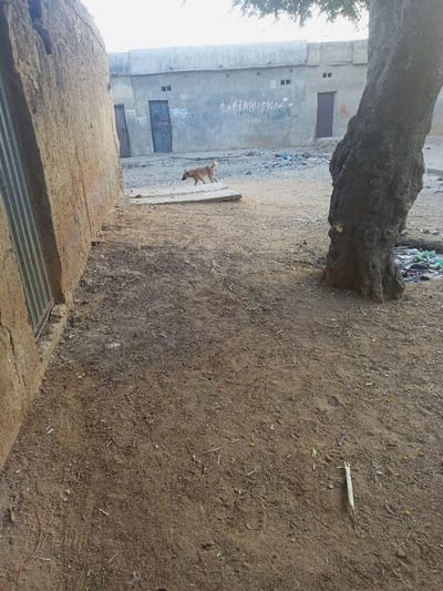 A sandy courtyard scene features a weathered building on the left and a larger structure in the background with two closed doors and the word "RAJAHUSNA" scrawled on the wall. A brown dog walks across a concrete slab in the middle ground. A thick, gnarled tree trunk stands on the right, partially obscuring the view. Litter is scattered around the base of the tree. The ground is mostly bare dirt.