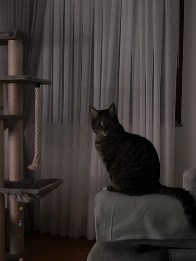 The image depicts an indoor scene, likely a living room, with a cat tree on the left and a tabby cat seated on a light blue fabric-covered surface on the right. The background consists of sheer white curtains, and a dark wooden window frame is visible on the far right. The lighting is dim, suggesting it is evening or nighttime. There are no people or any indications of the city of Böckstein, Austria, in the image. The cat is the primary subject, positioned facing the camera with its body angled to the left. The cat tree is a multi-tiered structure with sisal-wrapped posts and fabric platforms. A thick rope hangs from one of the platforms. The cat is resting on a surface that appears to be a stack of cushions or a sofa. The overall atmosphere is quiet and domestic.