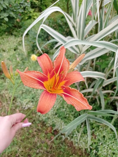 A close-up, eye-level outdoor shot shows an orange daylily in bloom, held by a person's hand in the lower left corner of the frame. The flower is the primary subject, with its vibrant orange petals featuring darker red accents and a yellow center. Several unopened buds are visible to the left of the blooming flower. In the background, a variegated ornamental grass with white and green stripes dominates the right side of the image. The rest of the background consists of green foliage and ground cover, suggesting a garden or park setting in Kubanskiy, Russia. The lighting appears to be natural daylight.
