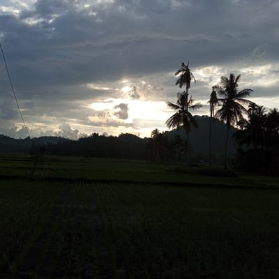 The image presents a rural landscape in Uleejalan, Indonesia, characterized by a dramatic sky and agricultural fields. The upper portion of the frame is dominated by a heavily clouded sky with dark, layered cumulus formations. Patches of bright, diffused sunlight pierce through the clouds horizontally across the center and right, creating areas of high contrast. In the midground, numerous tall palm trees and other dense tropical foliage are silhouetted against the brighter sky, forming a dark treeline that extends to forested hills or mountains in the background. On the far left, a thin, dark cable or wire extends diagonally upward from the lower-left edge of the frame. The foreground comprises expansive, dark green rice paddies, with distinct rows of young rice seedlings visible in the wet soil or shallow water. No people are visible in the scene.