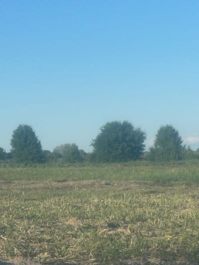 The image depicts a rural scene with a clear blue sky dominating the left side. A line of trees with lush green foliage runs along the right side of the frame, separating the sky from a field of dry grass or straw. The grass appears somewhat unkempt and textured, with hints of earth or mud visible beneath. The trees are varied in size and shape, forming a natural border that recedes into the distance. The overall impression is one of a quiet, open landscape. The lighting suggests it is daytime, likely late morning or afternoon given the bright sky. There are no people, objects, or visible text in the image. The context provided places this scene in Kozelshchyna, Ukraine, suggesting a temperate climate and agricultural or natural setting. The image is oriented vertically, as if taken from a low angle looking upwards and across the landscape.
