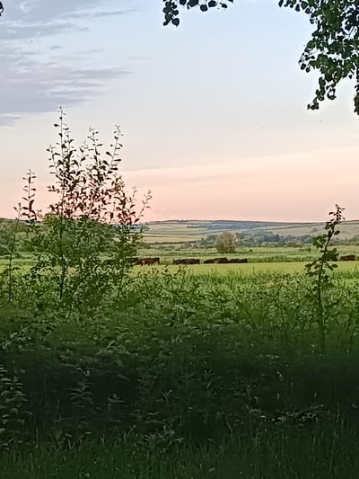 The image captures a pastoral scene at dusk, possibly in Arun, United Kingdom. In the foreground, dense green foliage fills the lower half of the frame, with taller, leafless branches of a tree silhouetted against the sky on the left. In the middle ground, a herd of dark-colored cattle are grazing in a lush green pasture. Beyond the pasture, rolling hills with patches of trees and fields stretch towards the horizon. The sky above is a gradient of soft blues and pale pinks, indicative of either sunrise or sunset. Two dark tree branches with leaves frame the top right corner of the image.