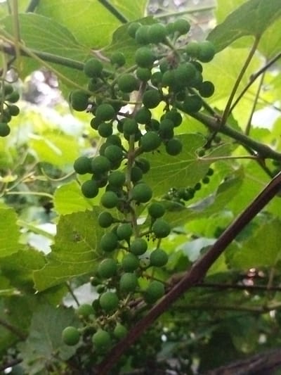 The image shows a close-up of a cluster of small, green grapes growing on a vine. The grapes are round and appear to be unripe. They are attached to a central stem, with smaller stems branching off to support individual grapes. The vine is surrounded by lush green leaves, which are slightly out of focus, creating a bokeh effect. The background is also blurred, suggesting an outdoor environment, possibly a vineyard or garden. The lighting appears natural, with sunlight filtering through the leaves, highlighting the texture and form of the grapes and foliage. There are no people or man-made structures visible in the frame. The overall impression is one of natural growth and the early stages of fruit development. The location, Крупіцкі сельскі Савет, Belarus, is an agricultural area, which aligns with the subject matter of grapes growing on a vine.