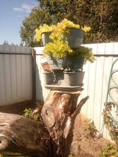 An outdoor scene features a vertical planter filled with bright yellow-green succulent plants, which is placed on top of a large, weathered tree stump. The planter consists of multiple stacked pots, with the top pot overflowing with the cascading succulents. Behind the planter and stump is a white corrugated metal fence. To the right of the fence, a green metal garden trellis with ivy is visible. The ground around the stump and fence is dirt with some sparse vegetation. The sky above is blue with scattered white clouds. The overall impression is a rustic garden setting. The location is identified as Первомайская, Russia.