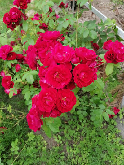 This is a medium-angle, full shot of a vibrant bush of red roses. The roses are in various stages of bloom, with some fully open and others still budding. They are clustered together on thorny branches, surrounded by lush green leaves. The background shows a mix of soft green grass, some dry brown mulch, and a blurry white fence. There are no people visible in the image. The overall impression is one of natural beauty and abundance, suggesting a garden setting. The lighting appears to be natural daylight, possibly overcast given the soft shadows. The image conveys a feeling of freshness and growth, indicative of a spring or summer day. The location is Stropi, Latvia, which is likely a garden or park. There is no visible text.