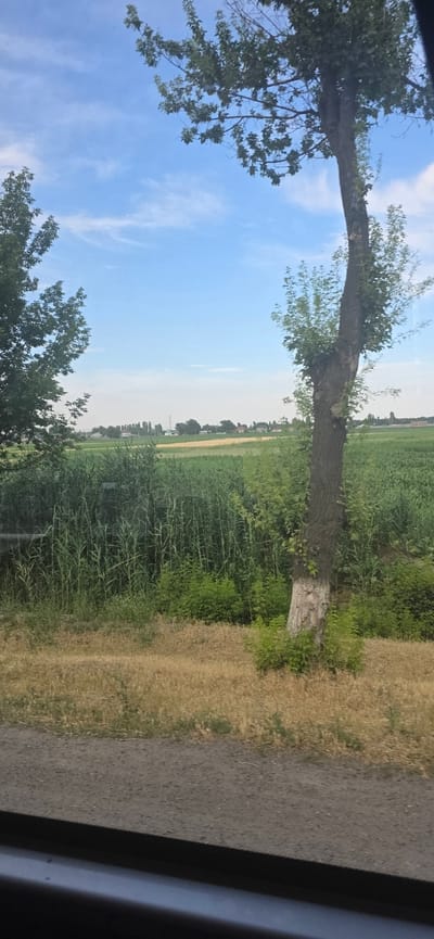 The image captures a rural landscape in the city of Komsomol'skoye, Kyrgyzstan. The scene is dominated by a tall, mature tree with a thick, rough bark in the foreground, its branches extending towards a clear blue sky dotted with scattered white clouds. To the right of the tree, there is a dense patch of tall green grass or reeds, bordering a field of crops that stretches into the distance. The field is a vibrant green, suggesting a cultivated agricultural area. Further in the background, a cluster of buildings and trees form a small settlement. The ground in the immediate foreground is a mix of dry, yellowed grass and dirt. The overall impression is one of a serene, rural environment on a clear day.