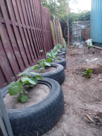 In Skórzewo, Poland, a garden scene unfolds featuring a row of repurposed tires used as planters. These tires, filled with soil, host young green plants with broad leaves. The planters are arranged along the base of a weathered, dark red wooden fence that runs diagonally across the frame. Behind the fence, the environment is somewhat cluttered, with various items including stacks of wood, a blue corrugated metal structure, and some visible greenery suggesting an outdoor, possibly slightly unkempt, area. The ground appears to be a mixture of dirt and loose soil, with some debris scattered about. The lighting is overcast, creating a diffused light across the scene. No people are present in the image.