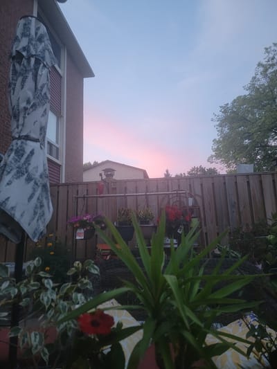The image depicts a backyard patio scene in Vaughan, Canada, during twilight. A large, folded patio umbrella with a black and white patterned cover is positioned on the left, partially obscuring a section of a red brick building with a white-framed window and a brown slatted window covering. A wooden privacy fence runs across the midground, separating the yard from neighboring properties.
Various potted plants are visible. In the foreground, a large leafy green plant dominates the center, with a single red flower in bloom towards the bottom. To the left of this plant, a smaller variegated plant with white and green leaves is partially visible. Behind the main green plant, a yellow patterned cushion is visible on a piece of furniture.
Along the fence, several hanging baskets with pink and purple flowers are suspended. Other potted plants, including red flowers, are placed on shelves or directly on the ground behind the fence. In the distance, the roofs of houses and trees can be seen against a sky transitioning from a pale blue to a soft pink and orange hue, indicating sunset. The overall atmosphere is serene and domestic.