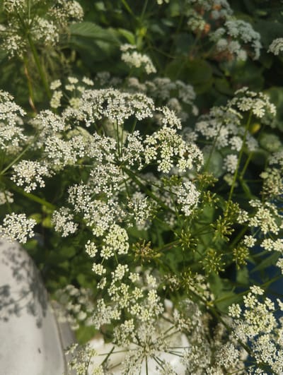 This media file is a close-up, high-angle photograph of a dense cluster of small white flowers with delicate, lacy petals, characteristic of plants in the Apiaceae family, such as Queen Anne's Lace or hemlock. The flowers are arranged in umbels, with many tiny florets forming compound flower heads. The background is a blur of deep green foliage, suggesting a natural outdoor setting. Some of the flower stalks are thin and green, while others appear more mature and woody. There are also some developing seed heads, visible as small, bud-like structures, some of which are a yellowish-green color. The lighting suggests it is daytime, likely sunny, as indicated by the bright highlights on the petals and the dappled shadow of an unseen object on the left side of the frame, which appears to be a light-colored, curved surface, possibly a pot or garden structure. The overall impression is one of lush, natural growth. The location context provided is Lobnya, Russia. There is no visible text in the image.