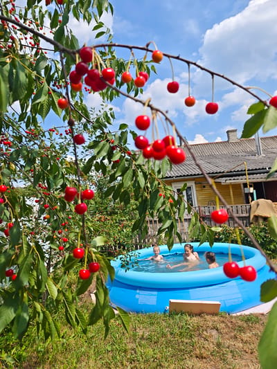 In a rural Belarusian setting, children enjoy a sunny day swimming in a bright blue inflatable pool. The pool is situated on a grassy lawn, with a rustic wooden house and a wooden fence visible in the background. Lush green cherry trees, laden with ripe red cherries, frame the scene, with some branches extending into the foreground, partially obscuring the view. The sky above is a vibrant blue, dotted with fluffy white clouds, suggesting pleasant summer weather. The children, appearing to be young girls, are splashing and playing in the water, their expressions suggesting joy and relaxation. The overall atmosphere is one of idyllic summer leisure in a countryside environment. There is no visible text in the image.