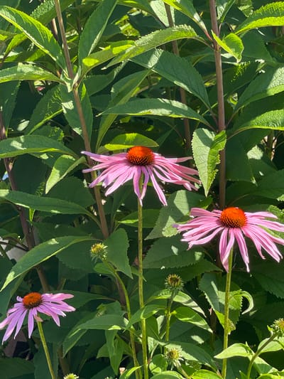 The image shows a close-up view of several pink coneflowers (Echinacea purpurea) with orange centers, surrounded by lush green foliage. The coneflowers are in various stages of bloom, with one fully open flower in the center and another to the right, both showing their characteristic ray florets. A third, smaller coneflower is visible in the lower left corner. The leaves are broad and serrated, creating a dense backdrop for the flowers. Sunlight filters through the leaves, casting dappled shadows and highlighting the textures of the plants. The scene appears to be an outdoor garden setting. The image does not contain any people or specific identifiable landmarks that would pinpoint its location within the city of Tataraskaya Kargala, Russia, beyond the general context of a garden.
