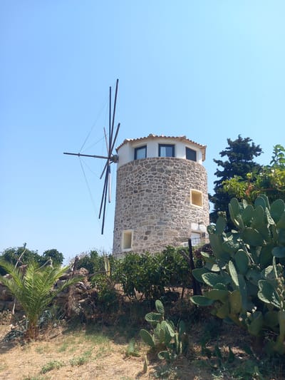 A stone windmill stands tall under a clear blue sky in Platani, Greece. The windmill has a conical tower made of rough-hewn stones, topped with a white section and a tiled roof. Three windows are visible in the white section, and one smaller, yellow-lit window is on the stone part of the tower. The windmill's wooden blades, which are fixed in place, extend from the left side. In the foreground, there is dry, sandy ground with scattered dry grass and small green plants. To the right of the windmill, several large, flat-leaved cacti are prominent. Behind the windmill, a dense cluster of green trees and foliage is visible, with a dark green, tall conifer tree to the right. A small palm tree with green fronds is situated on the left side of the foreground. A low, dark fence runs across the middle ground.