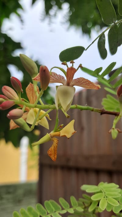 A close-up photograph captures a cluster of tamarind flowers and buds against a blurred background of greenery and a wooden fence. The flowers exhibit delicate petals in shades of yellow, white, and reddish-brown, with intricate veining visible on some of the petals. Several buds, tinged with pink and red, are clustered on a green stem. The foreground shows a sprig of tamarind leaves, their small, oval leaflets a vibrant green. The setting appears to be a natural environment, possibly a garden or park, within the city of Pulokiton, Indonesia, given the presence of lush vegetation characteristic of the region.