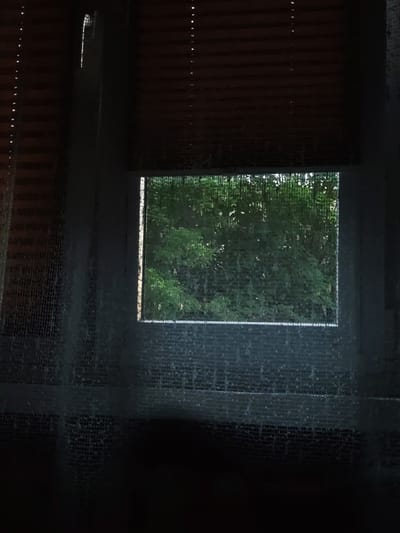 The image shows a view through a window with bamboo blinds. Outside the window, lush green trees are visible, suggesting a natural or park-like setting. The window itself appears to have a screen, as indicated by the grid-like pattern overlaid on the view. The lighting suggests it is daytime, possibly overcast, given the muted light filtering through the blinds and the screen. There are no people visible in the image, and no specific objects or actions are clearly identifiable beyond the natural scenery. The image does not contain any discernible features that would allow for identification of a specific location within the city of Sosnowiec, Poland.